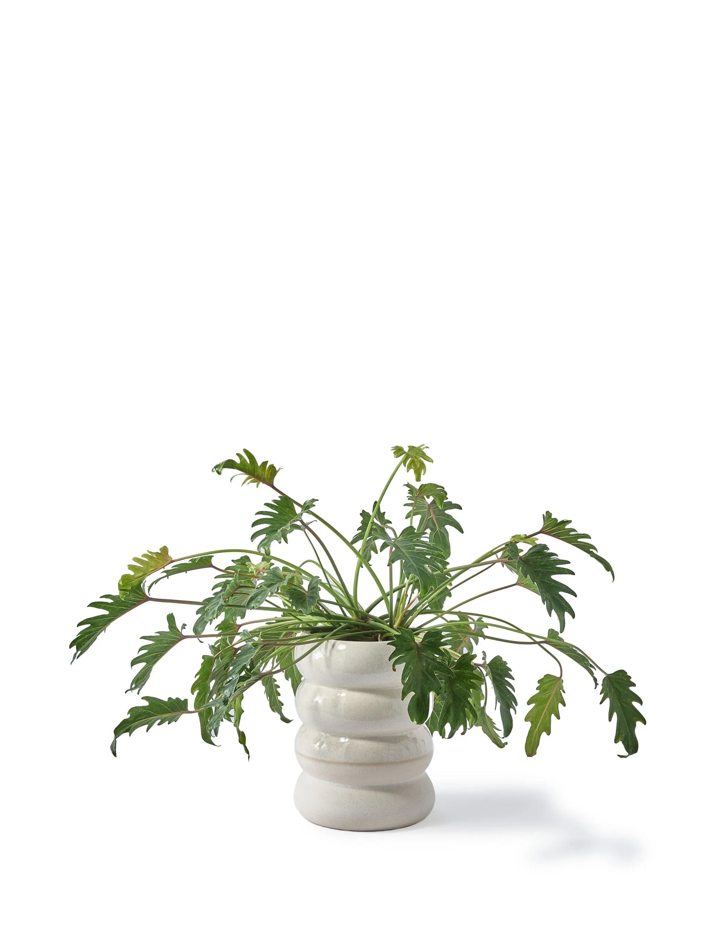 Chubby ceramic plant pot
