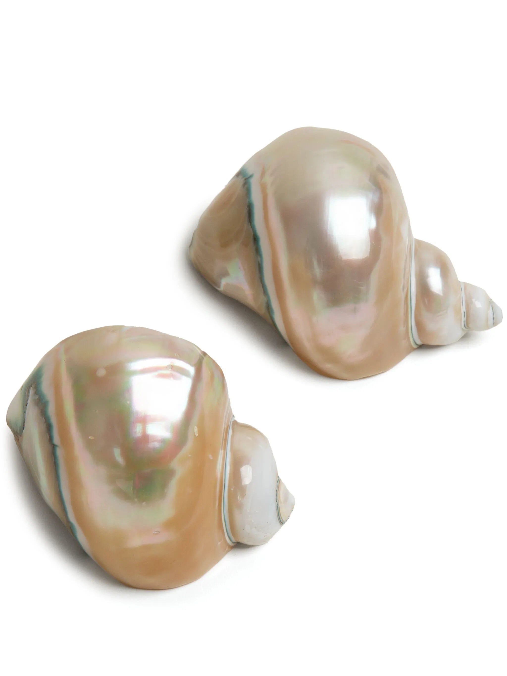 Shell napkin rings (set of two)